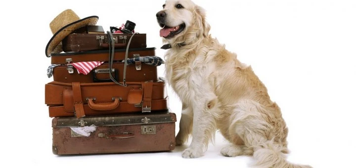 Moving dog across country